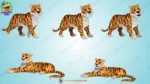 Cute Cartoon Tiger Character – Wild Animal Walking & Resting Poses for 2D Animation | Animation Ki Duniya