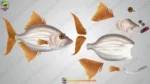 Underwater Fish Character Pack | Cute Cartoon Fish Bundle Set - Image 3